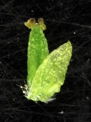 Salix ×pendulina f. pendulina. Ovary and flower bract.
 Image: D. Glenny © Landcare Research 2020 CC BY 4.0